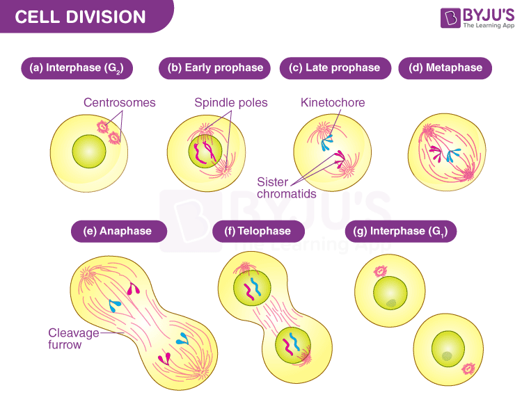 2025-a-l-biology-theory-4-live-zoom-class