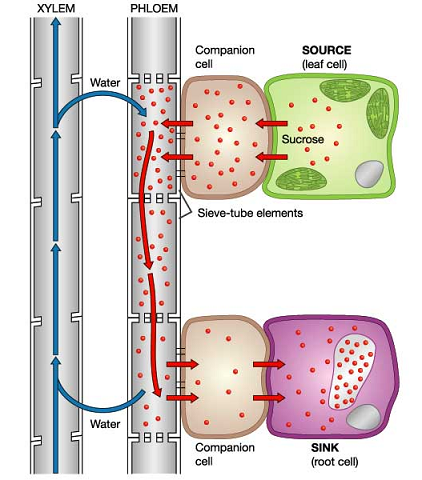 2025 A/L - Biology Theory -&nbsp;July මාසය&nbsp;(13&nbsp;වන&nbsp;මාසය)&nbsp;&nbsp;&nbsp;Live zoom class&nbsp;-&nbsp;every&nbsp;Wendsday&nbsp;9 - 11 pm&nbsp;&nbsp; &nbsp; &nbsp; &nbsp; &nbsp; &nbsp; &nbsp; &nbsp; &nbsp; &nbsp; &nbsp; &nbsp; &nbsp; &nbsp; &nbsp; &nbsp; &nbsp;every&nbsp;Thursday&nbsp;6.30 - 8.30 pm&nbsp;Unit - 04 - උඩුකුරු ජල පරිවහනය, Ployam පරිසංක්&zwj;රමණය,&nbsp; උත්සවේදනය,&nbsp;ශාක පෝෂණය,ප්&zwj;රභාරූපජනනය....මෙම මාසය තුළ&nbsp;අන්තර්ගත වේ.......&nbsp;