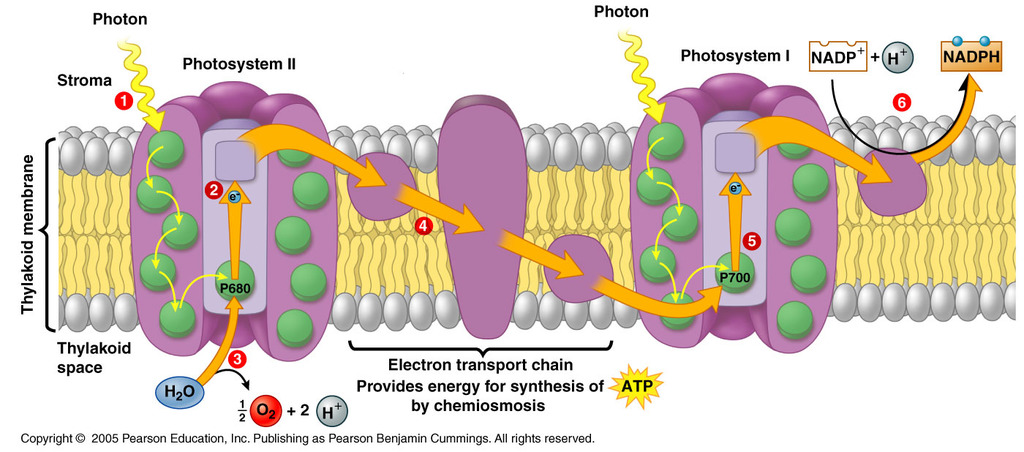 &nbsp; &nbsp; &nbsp; &nbsp; &nbsp; &nbsp; &nbsp;2028 A/L - Biology Theory&nbsp;&nbsp;- August මාසය (06 වන මාසය.)