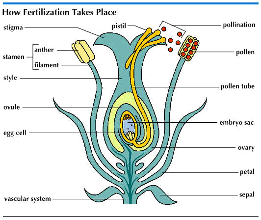 2027 A/L - Biology Theory&nbsp; &nbsp;- March මාසය&nbsp;(12&nbsp;වන මාසය.)Live zoom&nbsp;-&nbsp;every Saturday 7.00am - 11.00am(Gampaha indeepa class)&nbsp;unit 4 ශාක ප්&zwj;රජනනය&nbsp;February&nbsp;මාසය තුළ අන්තර්ගත වේ.......
