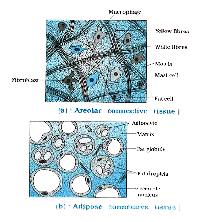 2026 A/L - Biology Theory&nbsp; &nbsp;-&nbsp;ජූලි මාසය&nbsp;&nbsp;(14 වන මාසය)Live zoom class&nbsp;-&nbsp;every Friday&nbsp; 2.30 - 6.00 pm(galle)&nbsp; or&nbsp; &nbsp; &nbsp; &nbsp; &nbsp; &nbsp; &nbsp; &nbsp; &nbsp; &nbsp; &nbsp; &nbsp; &nbsp; &nbsp; &nbsp; &nbsp; &nbsp;every Saturday 1.00 - 5.30 pm(kurunegala)(මින් එක් පංතියකට පමණක් සහභාගී විම ප්&zwj;රමාණවත් වේ.)&nbsp;unit - 5 සත්ව පටක, පෝෂණය, සංසරණය eනම් සත්වයා මුල ටික&nbsp;June මාසය තුළ අන්තර්ගත වේ.....