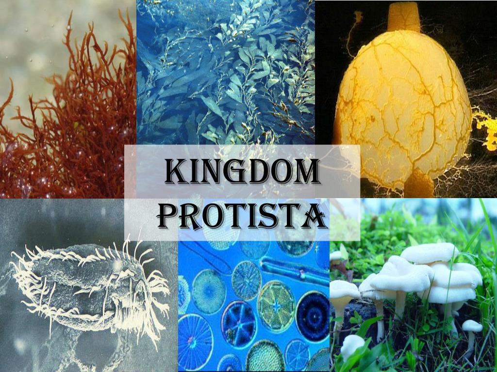 &nbsp; &nbsp; &nbsp; &nbsp; &nbsp; &nbsp; &nbsp;2028 A/L - Biology Theory&nbsp;&nbsp;- September මාසය (07 වන මාසය.)