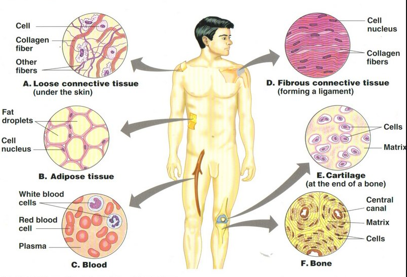 2027 A/L - Biology Theory with Paper class EXAMS&nbsp; &nbsp;- May මාසය&nbsp;(14&nbsp;වන මාසය.)&nbsp;