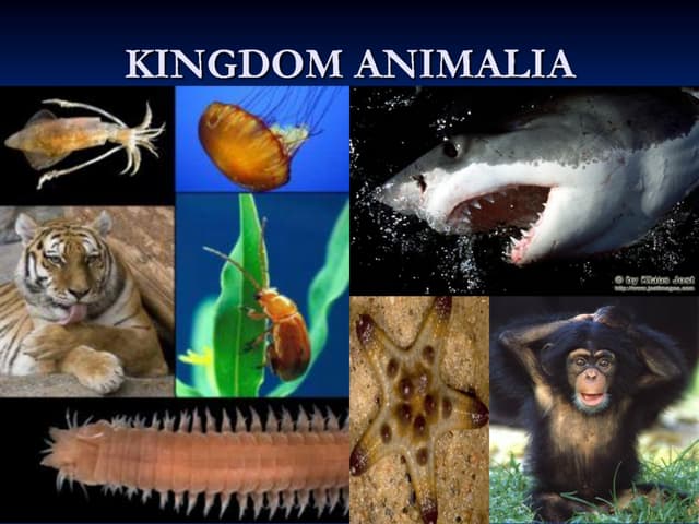 2025 A/L - Biology Theory -&nbsp;April මාසය&nbsp;(10&nbsp;වන&nbsp;මාසය)&nbsp;&nbsp;&nbsp;Live zoom class&nbsp;-&nbsp;every&nbsp;Thursday&nbsp;7 - 10 pm&nbsp;unit - 03&nbsp;kingdom Animalia&nbsp;සියල්ලම&nbsp;මෙම මාසය තුළ අන්තර්ගත වේ.......&nbsp;