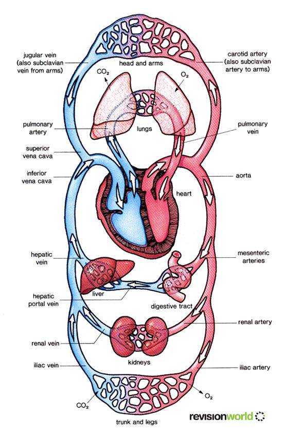 2025 A/L - Biology Theory -&nbsp;October මාසය&nbsp;(16&nbsp;වන&nbsp;මාසය)&nbsp;&nbsp;&nbsp;Live zoom class&nbsp;-&nbsp;every Friday&nbsp;6 pm- 9.30 pm&nbsp;&nbsp; &nbsp; &nbsp; &nbsp; &nbsp; &nbsp; &nbsp; &nbsp; &nbsp; &nbsp; &nbsp; &nbsp; &nbsp; &nbsp; &nbsp; &nbsp; &nbsp;every Saturday&nbsp;8 am - 12 pm&nbsp;(මින් එක් පංතියකට පමණක් සහභාගී විම ප්&zwj;රමාණවත් වේ.)Unit - 05 -&nbsp;සත්ව පෝෂණය&nbsp;විටමින් වගුව, මානව සංසරණ පද්ධතිය&nbsp;මෙම මාසය තුළ&nbsp;අන්තර්ගත වේ.......&nbsp;