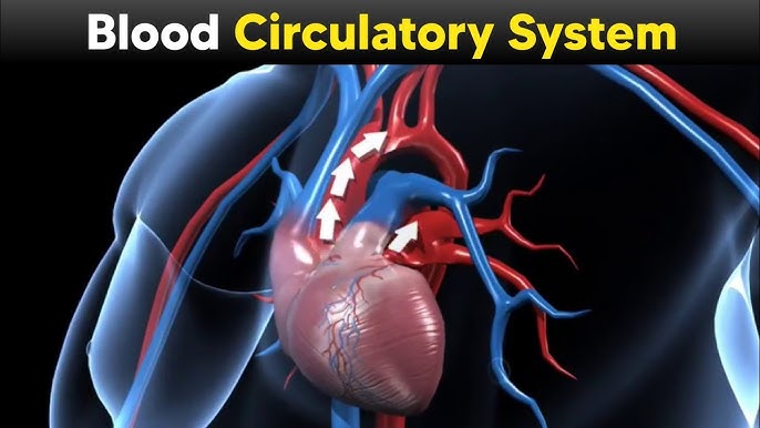 2026 A/L - Biology Theory&nbsp; &nbsp;- සැප්තැම්බර් මාසය&nbsp;&nbsp;(16 වන මාසය)Live zoom class&nbsp;-&nbsp;every Friday&nbsp; 2.30 - 6.00 pm(galle)&nbsp; or&nbsp; &nbsp; &nbsp; &nbsp; &nbsp; &nbsp; &nbsp; &nbsp; &nbsp; &nbsp; &nbsp; &nbsp; &nbsp; &nbsp; &nbsp; &nbsp; &nbsp;every Saturday 1.00 - 5.00 pm(kurunegala)(මින් එක් පංතියකට පමණක් සහභාගී විම ප්&zwj;රමාණවත් වේ.)&nbsp;unit - 5&nbsp;මානව සංසරණය....&nbsp;September මාසය තුළ අන්තර්ගත වේ.....&nbsp;