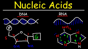 2025 A/L - Biology Theory -&nbsp;අගෝස්තු මාසය (දෙවන මාසය)&nbsp;&nbsp;Live zoom class&nbsp;- every&nbsp;Thursday&nbsp;7 - 10 pm&nbsp;දෙවන පාඩමේ - protein,න්&zwj;යෂ්ඨික&nbsp; අම්ල(DNA,RNA) ආරම්භවේ....ජීවයේ&nbsp; සෛලීය පදනම ඇරඹේ(ප්ලාස්මා පටලය තෙක්).....අගෝස්තු මාසය තුළ අන්තර්ගත වේ.......