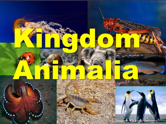 2027 A/L - Biology Theory&nbsp; &nbsp;- November මාසය&nbsp;(8&nbsp;වන මාසය)Live zoom&nbsp;-&nbsp;every Saturday 7.00am - 12.00pm(Gampaha class)&nbsp;unit 3 -&nbsp;Kingdom Fungi and Kingdom Animalia&nbsp;October&nbsp;මාසය තුළ අන්තර්ගත වේ.......
