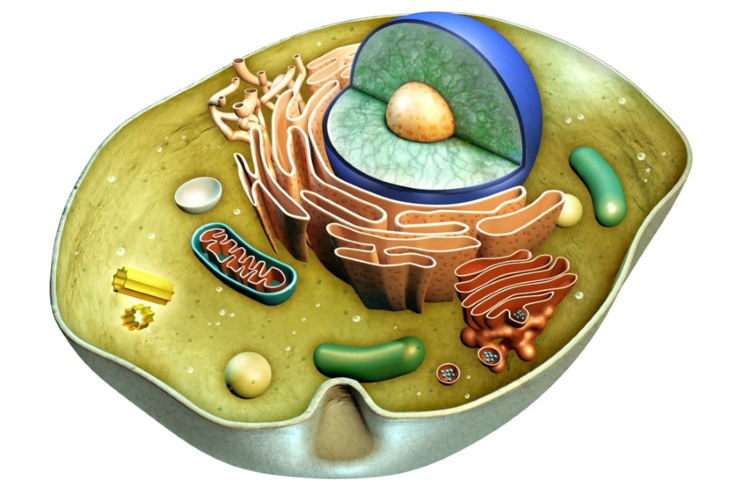 2026 A/L - Biology Theory&nbsp; &nbsp;-&nbsp;අගෝස්තු මාසය(තෙවන මාසය)Live zoom class&nbsp;-&nbsp;every Wendsday 6.30 - 8.30pm&nbsp; and&nbsp; &nbsp; &nbsp; &nbsp; &nbsp; &nbsp; &nbsp; &nbsp; &nbsp; &nbsp; &nbsp; &nbsp; &nbsp; &nbsp; &nbsp; &nbsp; &nbsp;every Thursday 9.00 - 11.00pmදෙවන පාඩම -&nbsp;සෛලීය පදනම, සෛල විභාජනය(අනූනන විභාජනය)&nbsp;&nbsp;August මාසය තුළ අන්තර්ගත වේ.......