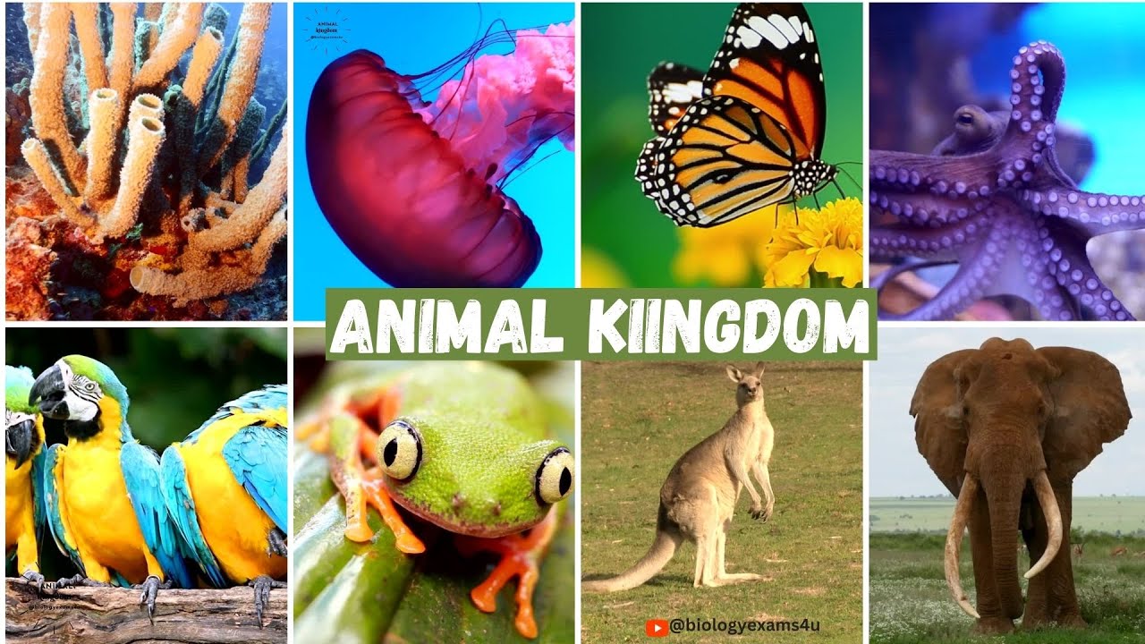 &nbsp; &nbsp; &nbsp; &nbsp; &nbsp; &nbsp; &nbsp;2028 A/L - Biology Theory&nbsp;&nbsp;- October මාසය (08 වන මාසය.)