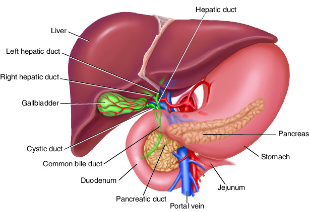 2026 A/L - Biology Theory&nbsp; &nbsp;-&nbsp;අගෝස්තු&nbsp;මාසය&nbsp;&nbsp;(15 වන මාසය)Live zoom class&nbsp;-&nbsp;every Friday&nbsp; 2.30 - 6.00 pm(galle)&nbsp; or&nbsp; &nbsp; &nbsp; &nbsp; &nbsp; &nbsp; &nbsp; &nbsp; &nbsp; &nbsp; &nbsp; &nbsp; &nbsp; &nbsp; &nbsp; &nbsp; &nbsp;every Saturday 1.00 - 5.30 pm(kurunegala)(මින් එක් පංතියකට පමණක් සහභාගී විම ප්&zwj;රමාණවත් වේ.)&nbsp;unit - 5 පෝෂණය......&nbsp;August මාසය තුළ අන්තර්ගත වේ.....